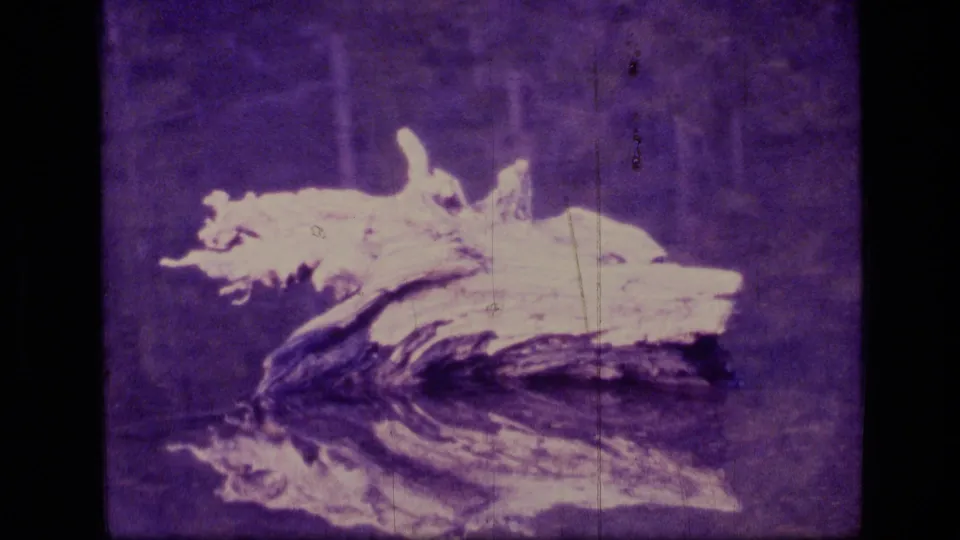 A pale log or driftwood form reflects in dark water in a purple-tinted 8mm view from Scapegoat Wilderness.