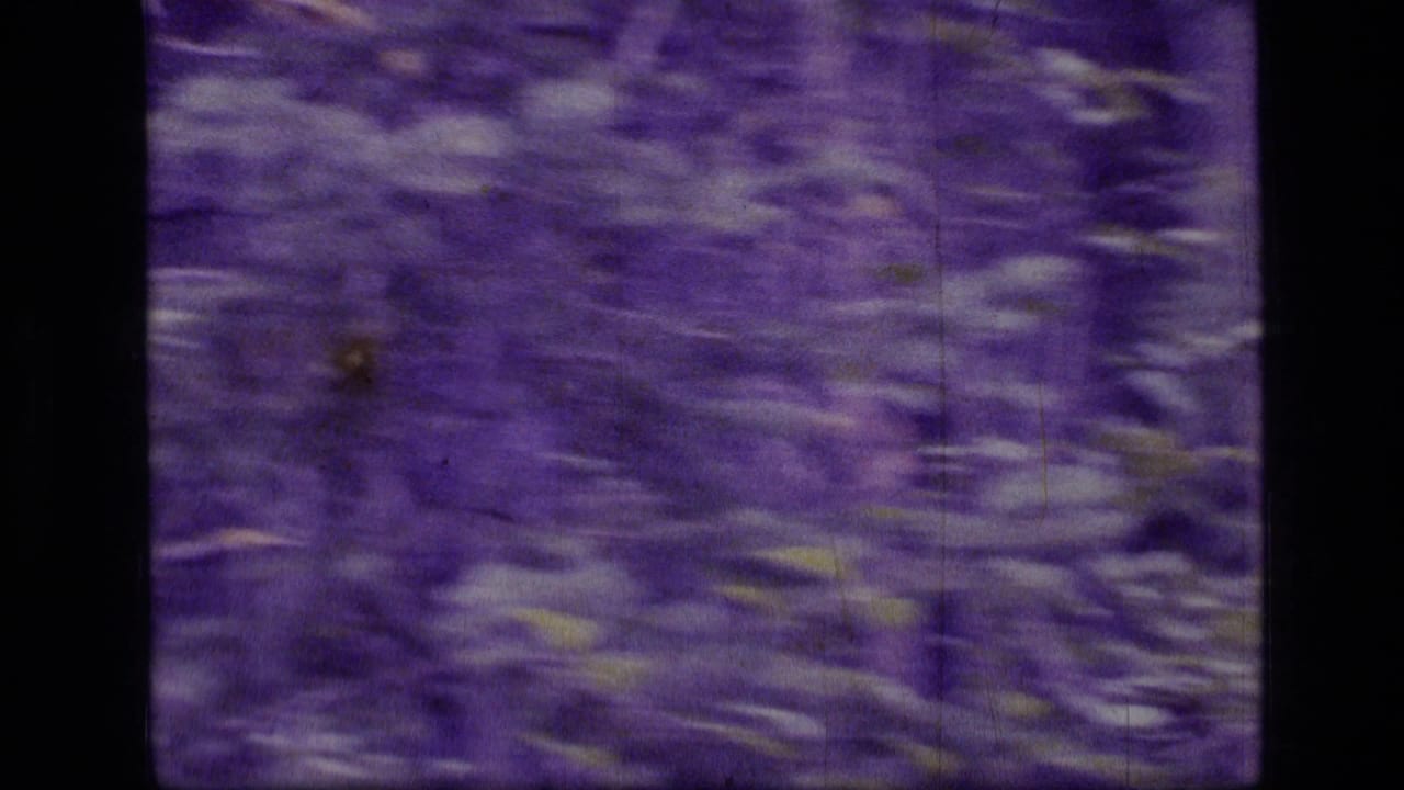 1973 8mm Montana wilderness footage showing blurred forest brush and trees with a strong purple color cast.