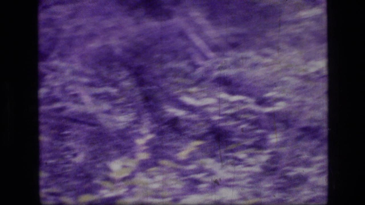 Dense forest brush and tree trunks appear in a purple-tinted frame.