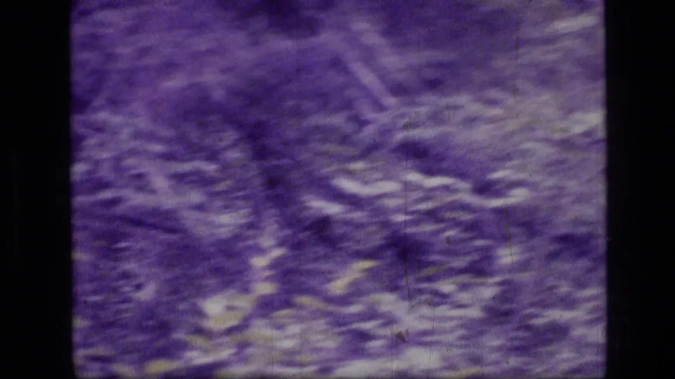 Purple-shifted 8mm view of dense woodland in Scapegoat Wilderness, Montana, with brush and tree trunks visible.