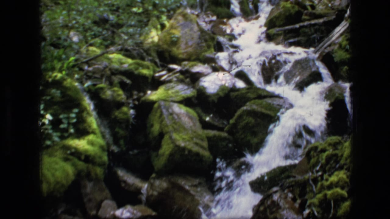 White water spilling over rocks in a dense green forest creek.