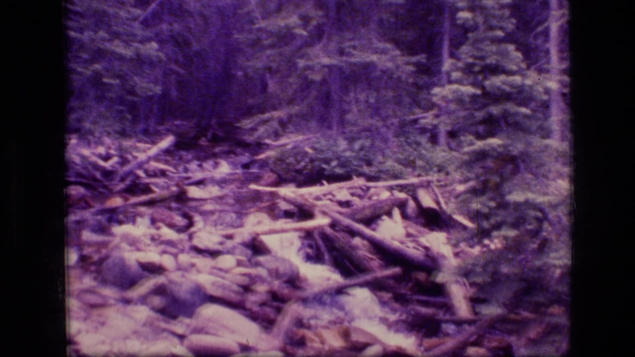 1973 8mm view of a Scapegoat Wilderness forest stream flowing through rocks, branches, and fallen timber.