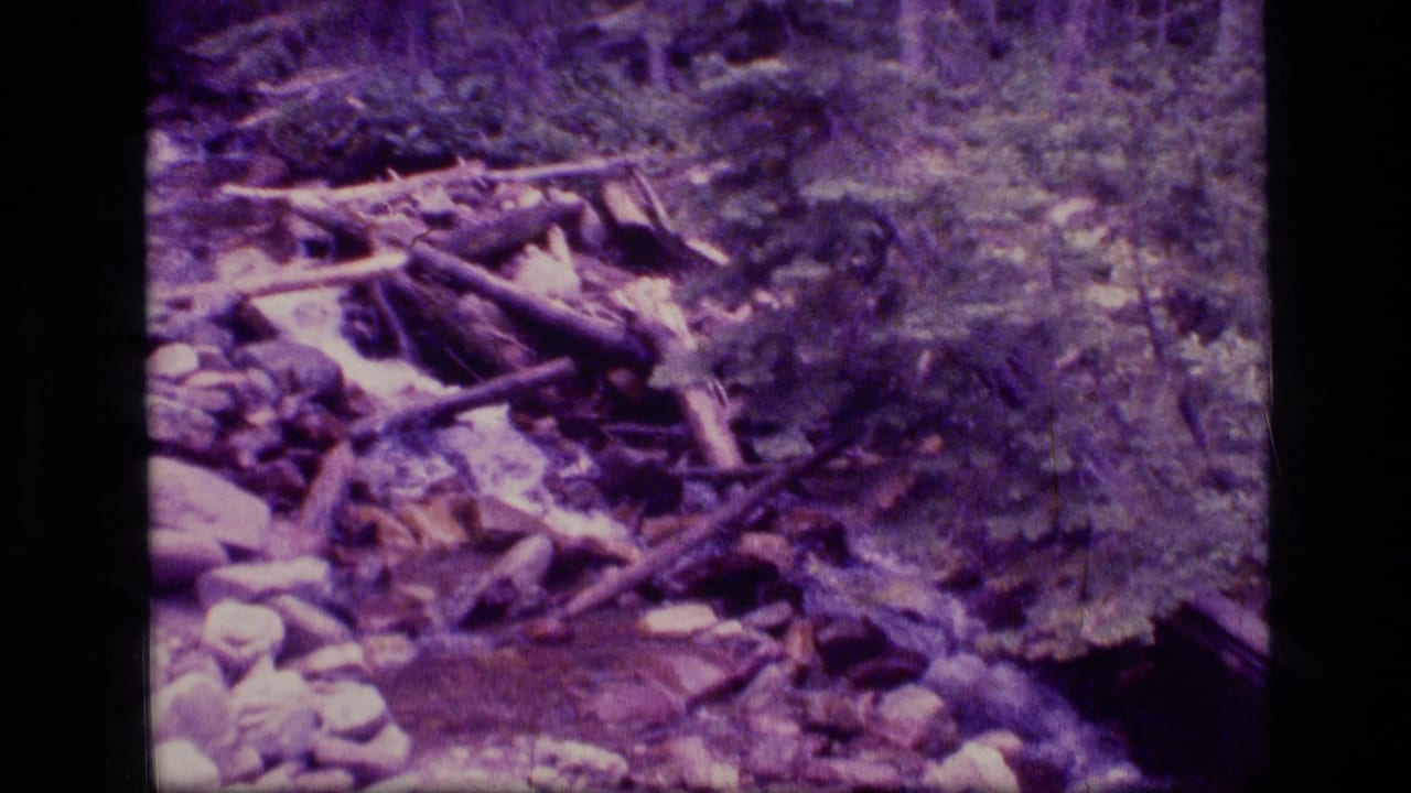 Rocky stream channel with fallen logs and forest vegetation on both sides.