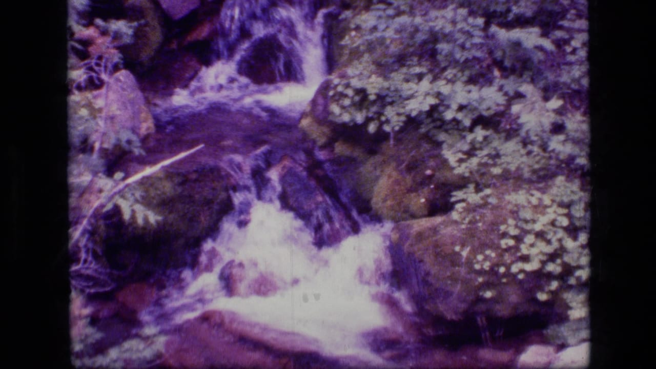 Small stream cascading over dark rocks with moss and forest plants around it.