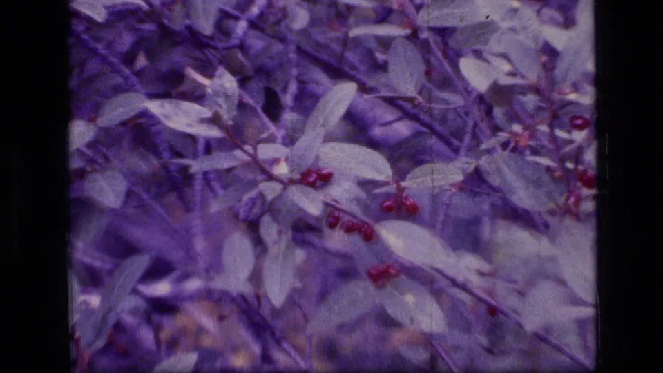 Close 1973 8mm frame of pale leaves and small red berries on branches in Montana wilderness vegetation.