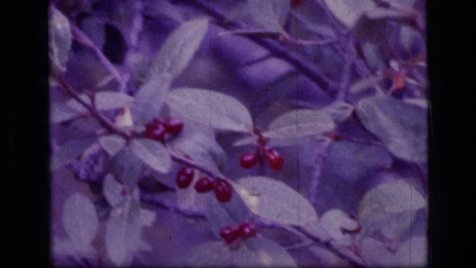 Vintage 8mm close-up of red berries among leaves, likely filmed during the Scapegoat Wilderness nature sequence.