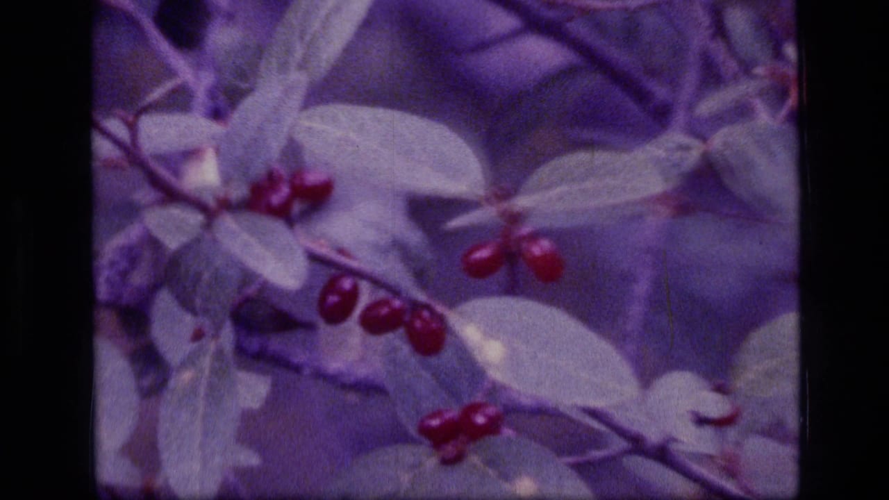 Close view of red berry clusters on leafy branches in 1973 Scapegoat Wilderness home-movie footage.
