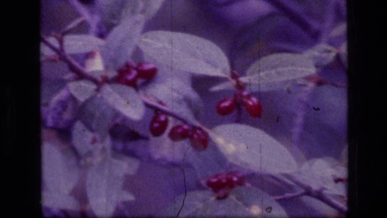 Leafy branches with red berries appear in a soft, purple-tinted frame.