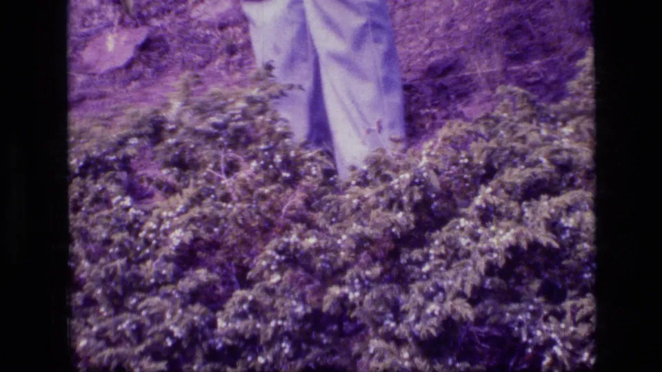 Light trouser legs show behind dense Montana wilderness shrubs in a faded 1973 home-movie frame.