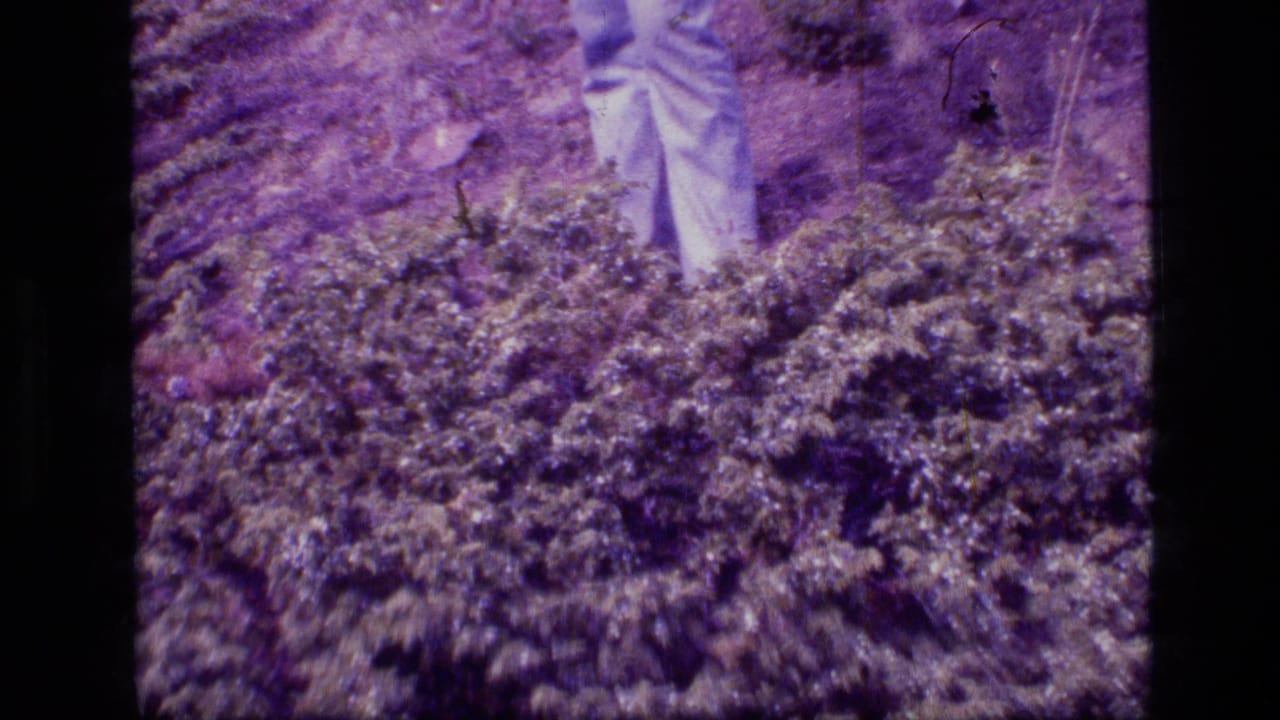 White pant legs appear above thick shrubs in a purple-toned film frame.