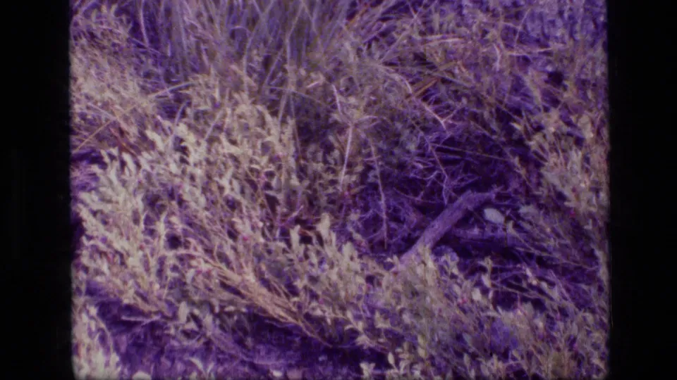 1973 8mm wilderness frame showing dry grasses, low shrubs, and a branch on the ground in Scapegoat Wilderness.