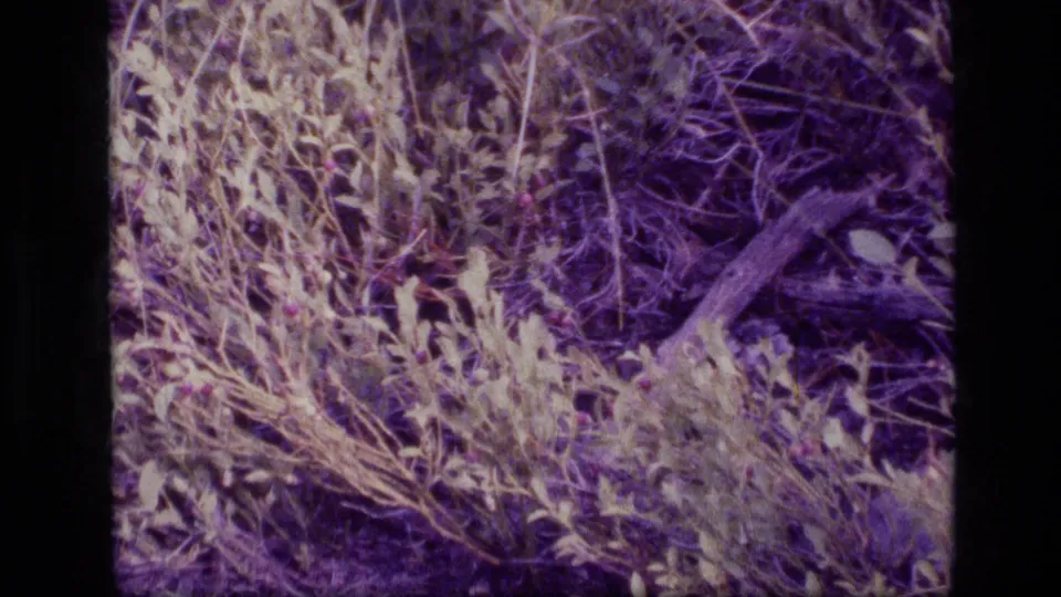 Aged 8mm frame of Scapegoat Wilderness ground cover with dry grass, shrubs, and a small fallen branch.