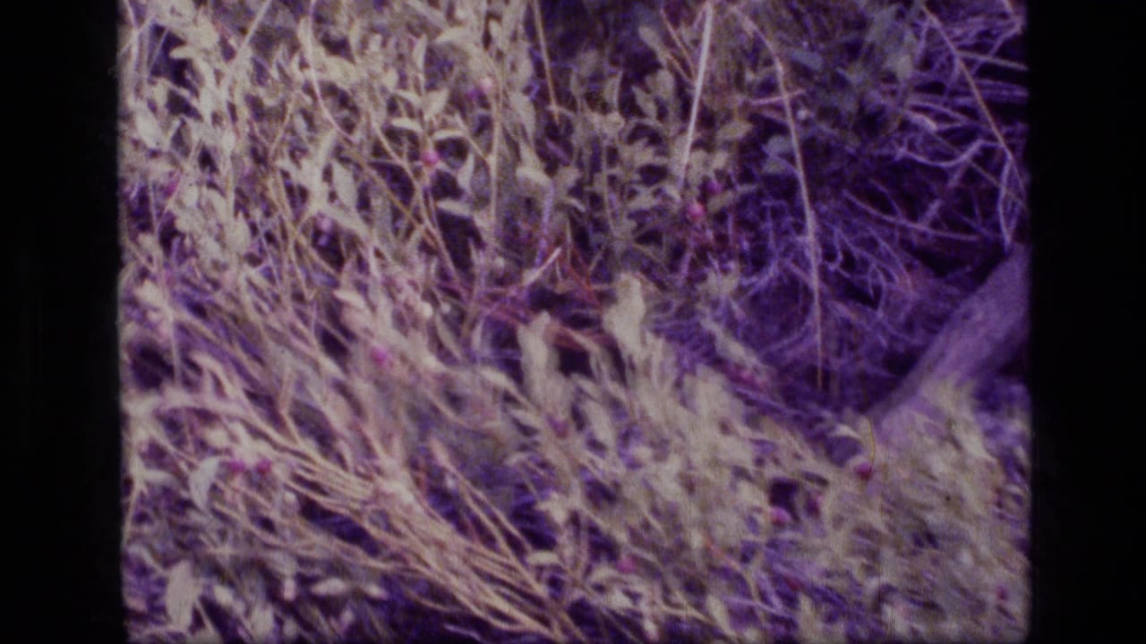 1973 8mm close-up of Scapegoat Wilderness vegetation, with pale leaves, dry stems, and purple color drift from the film scan.