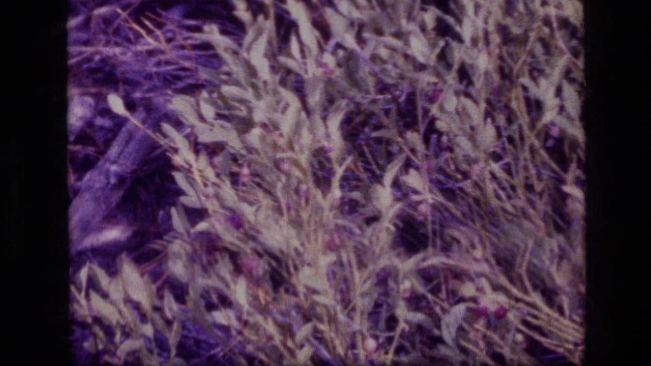 Dense leafy vegetation and grasses seen close up with dark film borders.