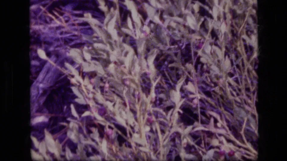 1973 8mm close-up in Scapegoat Wilderness, showing leafy stems and small berry-like clusters under a strong purple film cast.