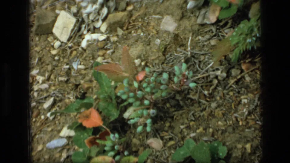Ground-level 8mm view of the Scapegoat Wilderness forest floor with small green plants, reddish leaves, stones, and loose soil.