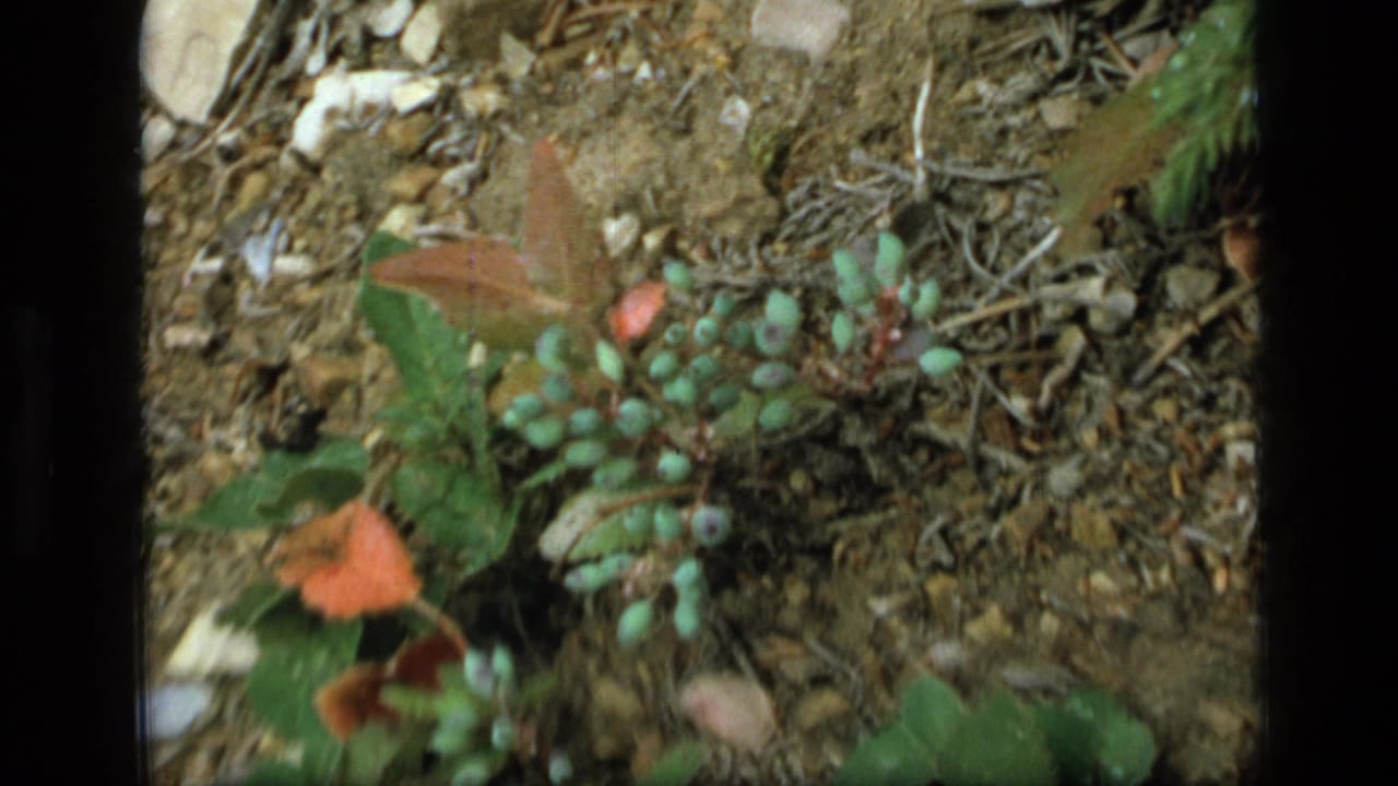 Close view of green berries and autumn leaves on rocky forest soil.