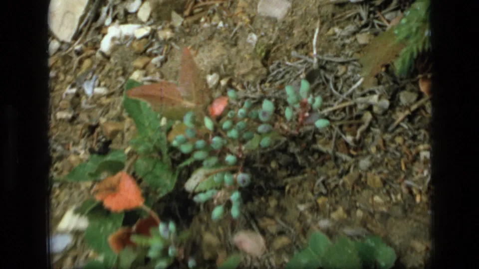 1973 8mm close-up in Scapegoat Wilderness showing green berries, reddish leaves, and forest-floor soil.