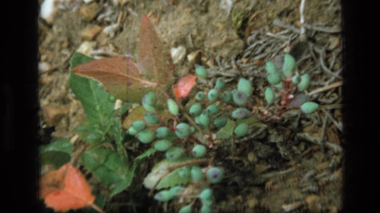 Close forest-floor view in Montana with clustered green berries, reddish leaves, twigs, and small stones.