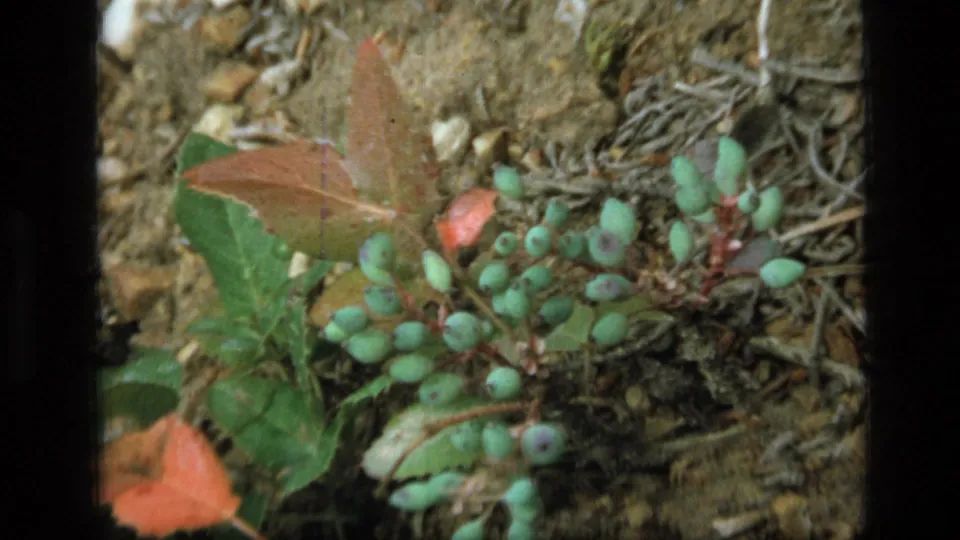 Close forest-floor view in Montana with clustered green berries, reddish leaves, twigs, and small stones.
