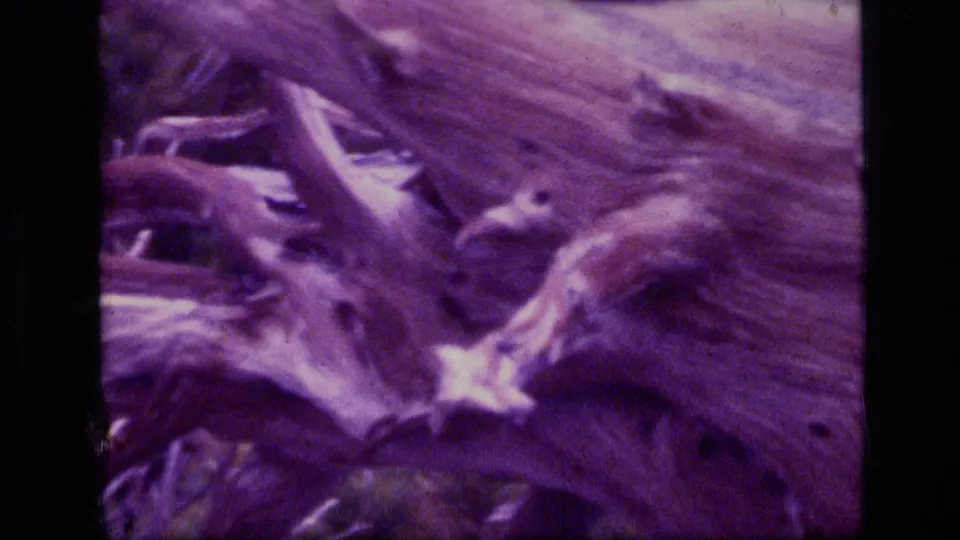 Close 1973 8mm natural detail of a pale dead log on rough ground in Scapegoat Wilderness.