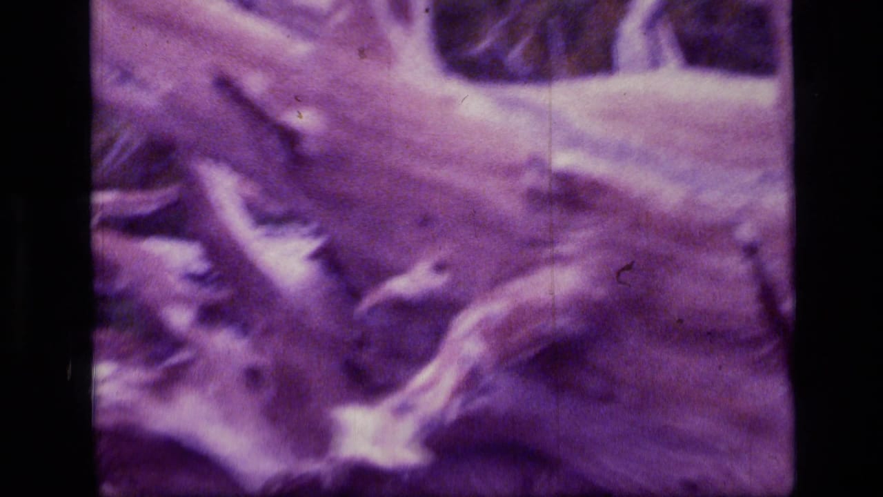 A close, soft 8mm view of pale twisted deadwood with purple film aging and black frame borders.