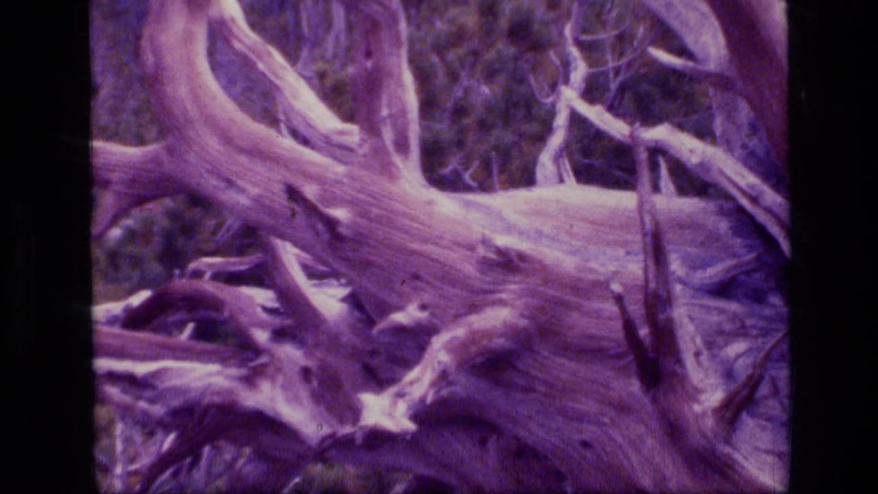 Weathered pale trunk with branching limbs appears among dry brush and soft forest background.