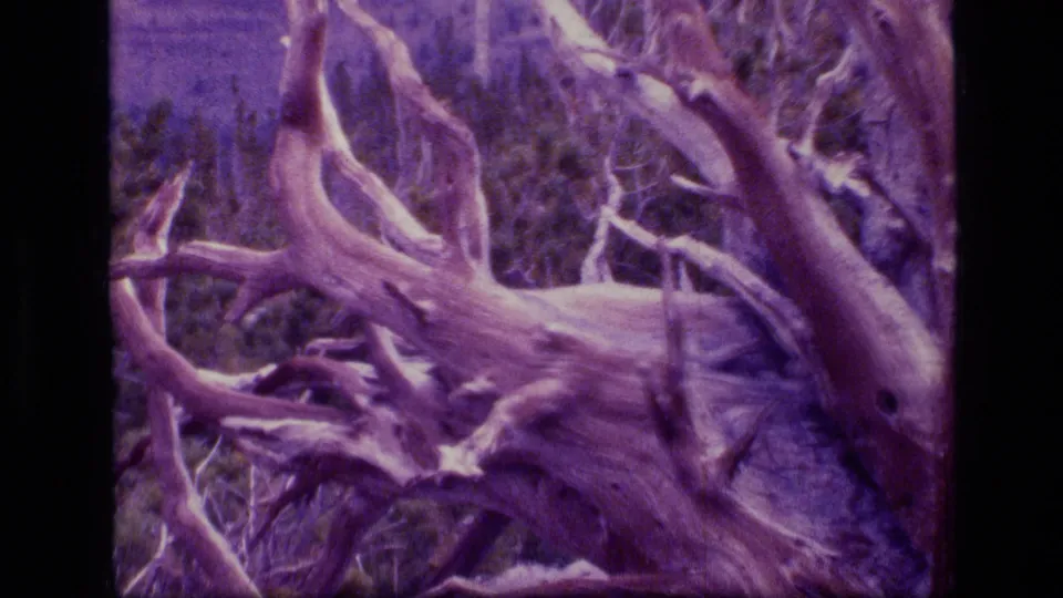 A wider 8mm frame shows pale deadwood stretching across brush, with forest texture behind it.