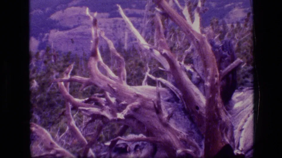 The final frame shows the deadwood within a broader wilderness scene of brush and distant trees or slope.