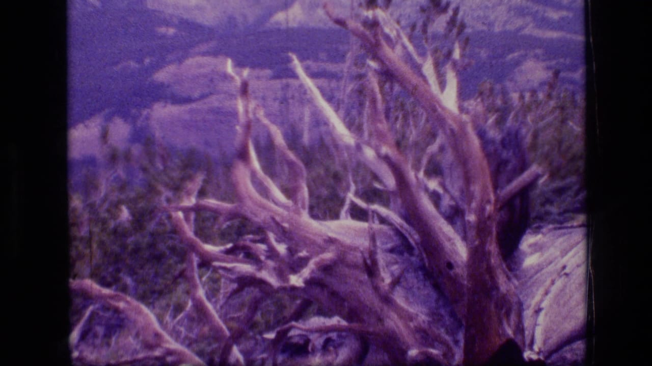 Gnarled dead tree branches in front of distant mountain ridges and scrub vegetation.