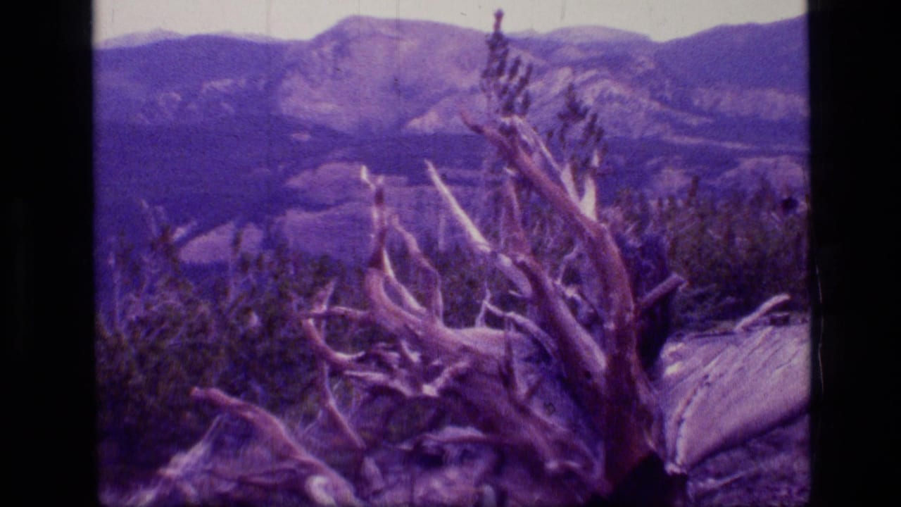 Scapegoat Wilderness landscape with a bleached dead tree in the foreground and hazy mountain ridges beyond.