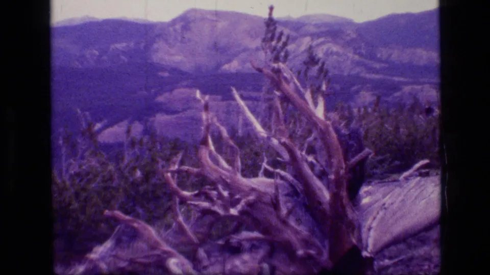 Scapegoat Wilderness landscape with a bleached dead tree in the foreground and hazy mountain ridges beyond.
