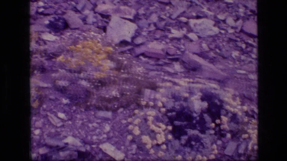 Rocky alpine ground in 1973 Montana 8mm footage, with scattered stones, sparse plants, and yellow wildflowers.