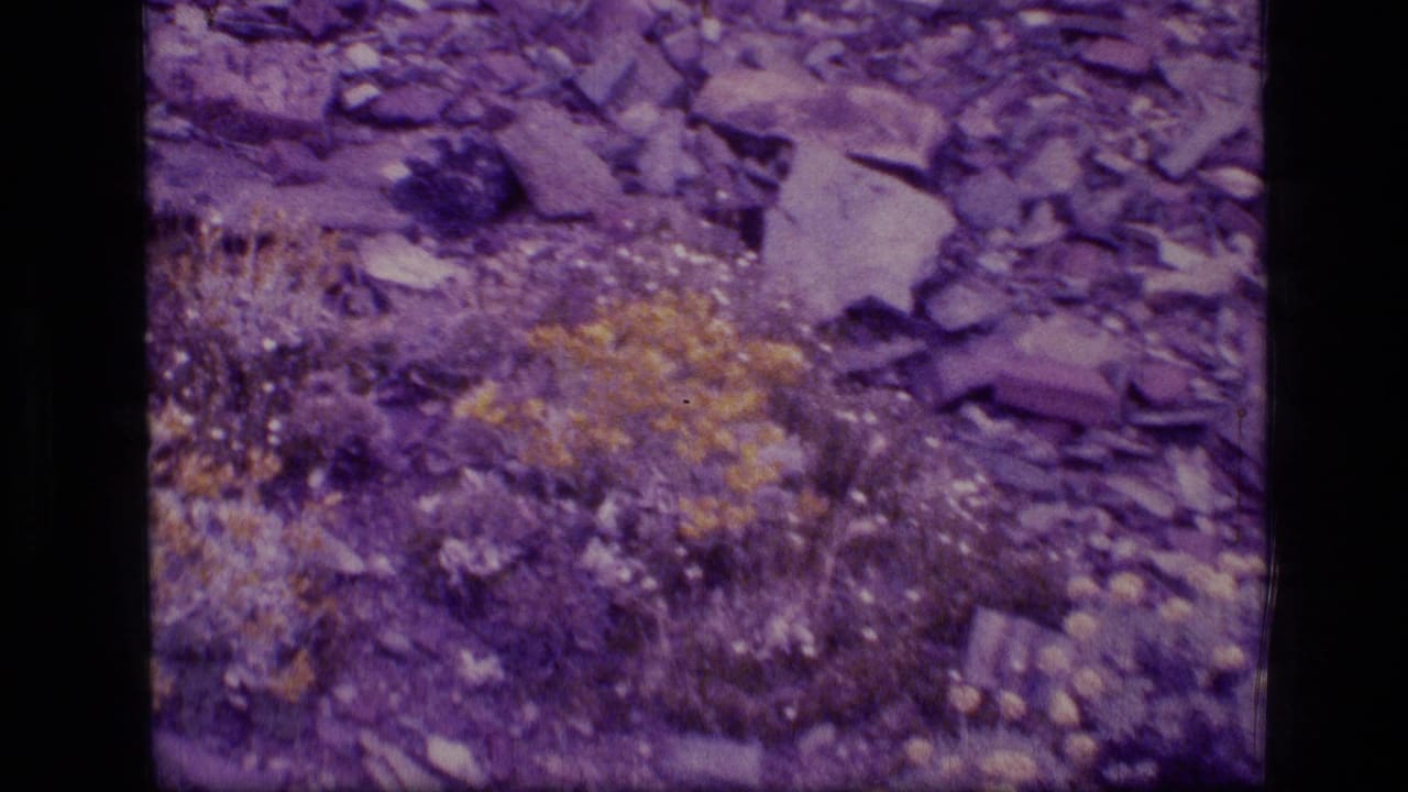 1973 8mm Scapegoat Wilderness frame showing purple-shifted rocks, sparse grasses, yellow wildflowers, and small white blooms.