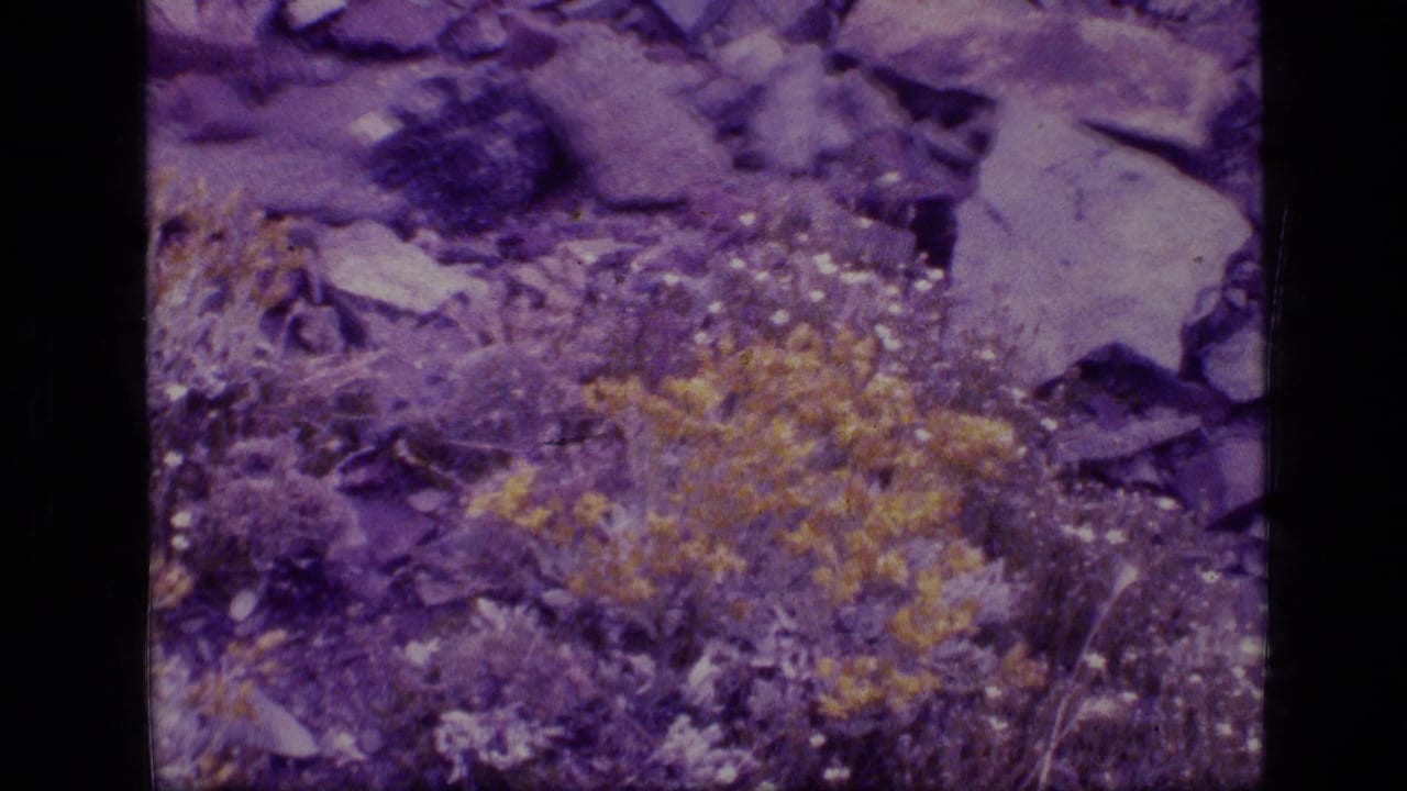 1973 Montana wilderness footage frame with a closer view of purple-toned stones, yellow flowers, white blooms, and dry stems.