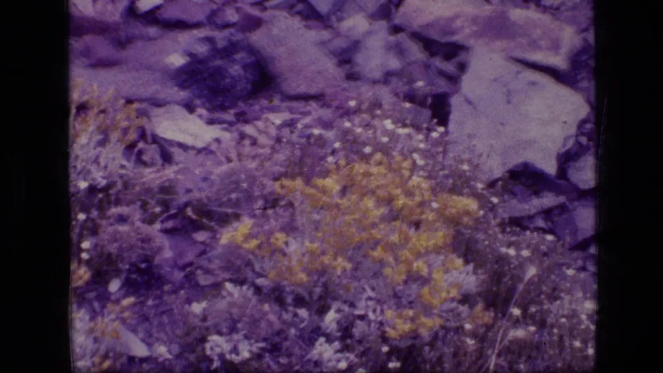 1973 Montana wilderness footage frame with a closer view of purple-toned stones, yellow flowers, white blooms, and dry stems.