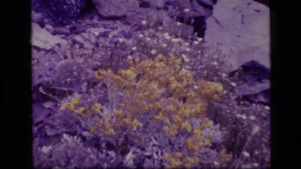 1973 8mm frame from Scapegoat Wilderness showing the zoom moving into yellow wildflowers and white blooms among rocks.