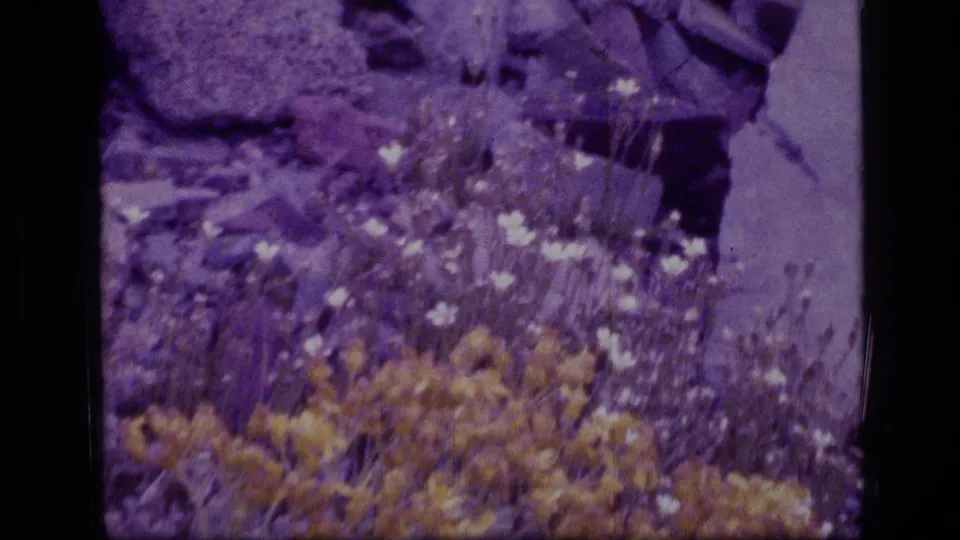 Final 1973 Montana wilderness frame with the zoom settled on yellow wildflowers, white blooms, grasses, and purple-tinted rocky ground.