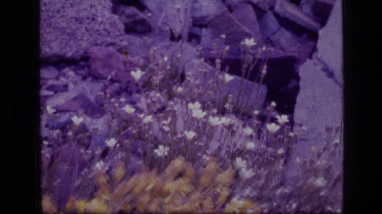 1973 8mm Montana wilderness frame showing small pale wildflowers, grasses, rocky ground, and a pronounced purple-magenta film cast.