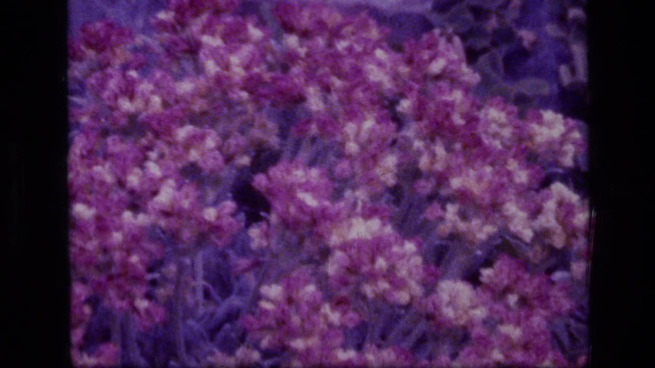 Dense pink and purple blossoms filling the frame beside dark rocks.