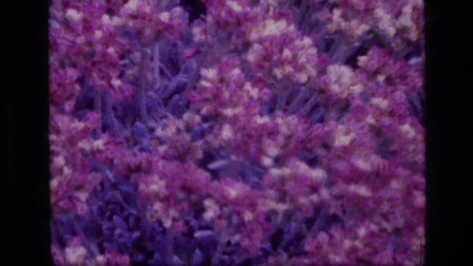 1973 8mm wilderness close-up showing pink wildflower clusters, grasses, dark foliage, and soft grain under a magenta-purple cast.