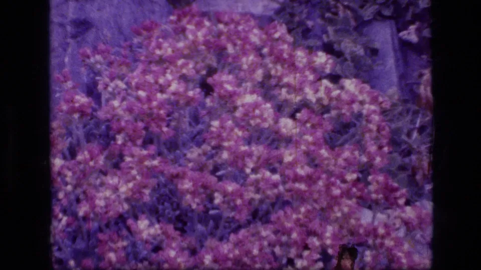 1973 Scapegoat Wilderness frame showing clustered pink wildflowers, grasses, scattered rocks, and a visible black film edge.