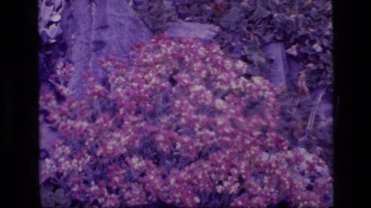 1973 8mm Montana wilderness footage showing dense purple-tinted autumn foliage and surrounding undergrowth.