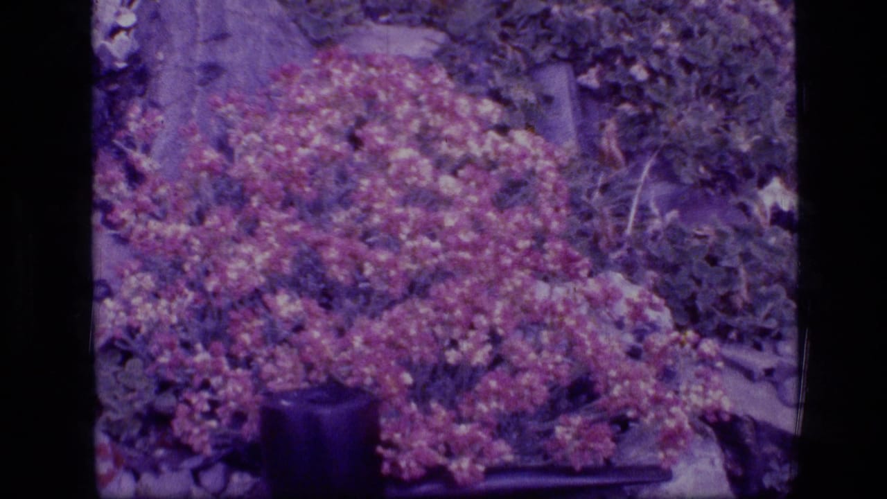 Purple-shifted 1973 8mm view of autumn shrubs and low vegetation in Scapegoat Wilderness, Montana.