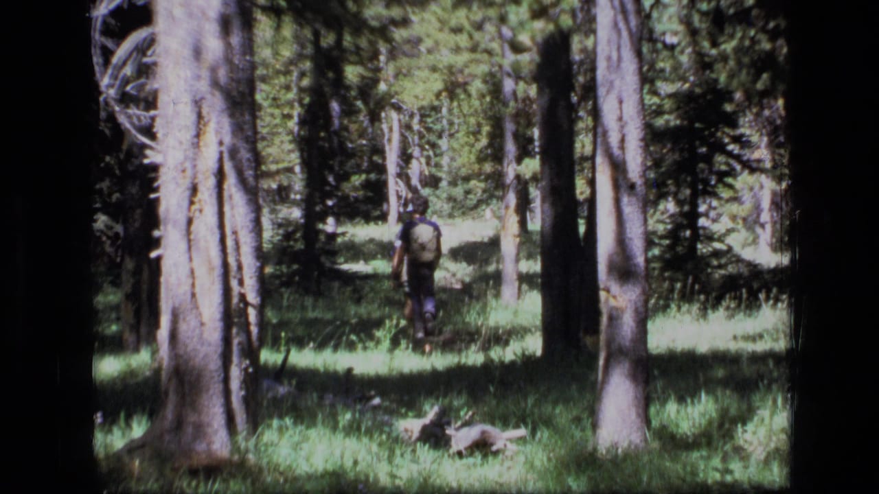 Backpacked hiker walking through a sunlit forest between tall tree trunks.