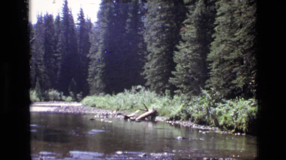 A 1973 home-movie view of Scapegoat Wilderness shows a shallow rocky stream edged by brush and dense conifers.