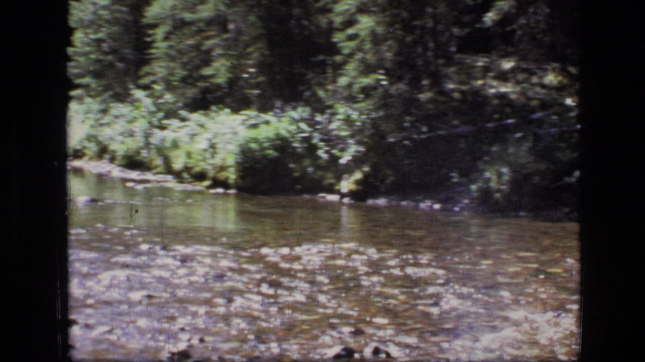 Shallow stream running through dense green forest with sunlight on the water.
