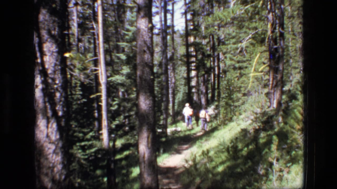 Small group of hikers continues along a sunlit bend in a dense evergreen forest.