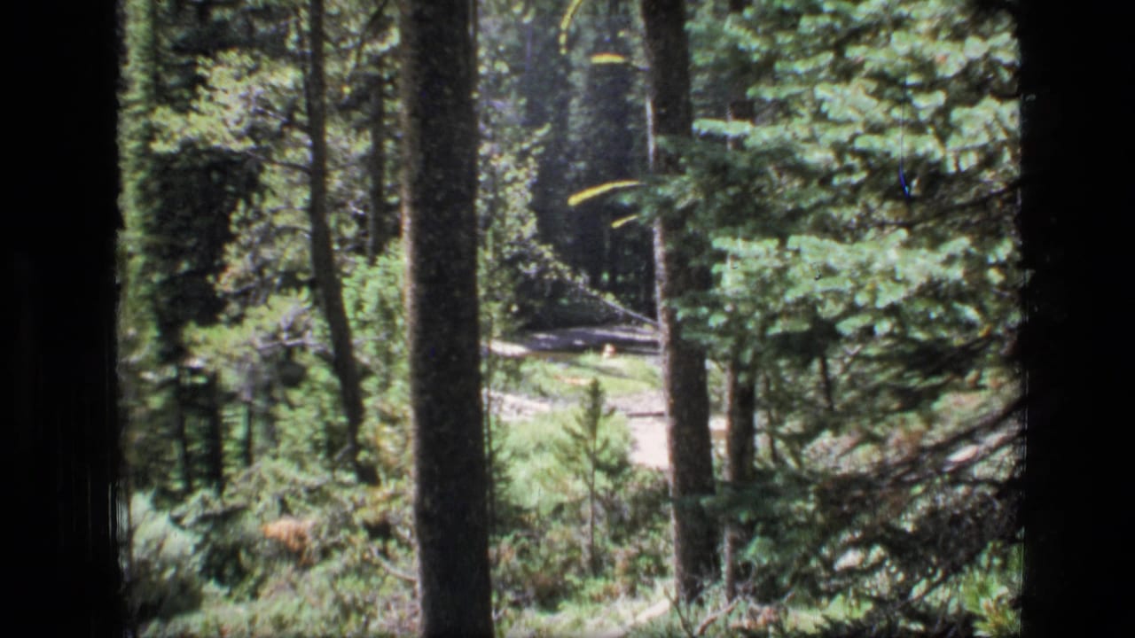 1973 8mm view in Scapegoat Wilderness, Montana, with conifer trunks framing a bright clearing near a small stream.