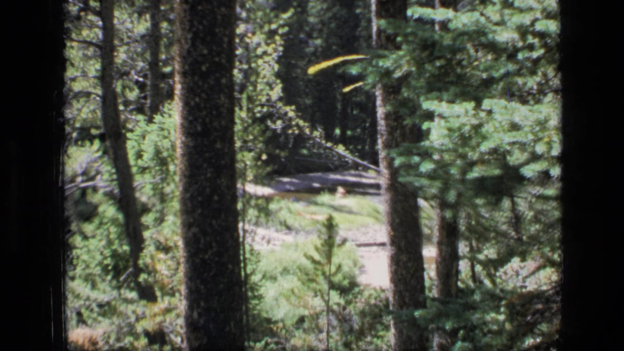 A handheld 1973 Montana wilderness frame looks through conifers toward a grassy clearing and small stream beyond.